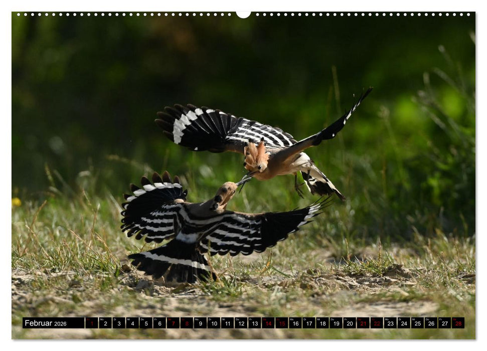 Der Wiedehopf (CALVENDO Wandkalender 2026)
