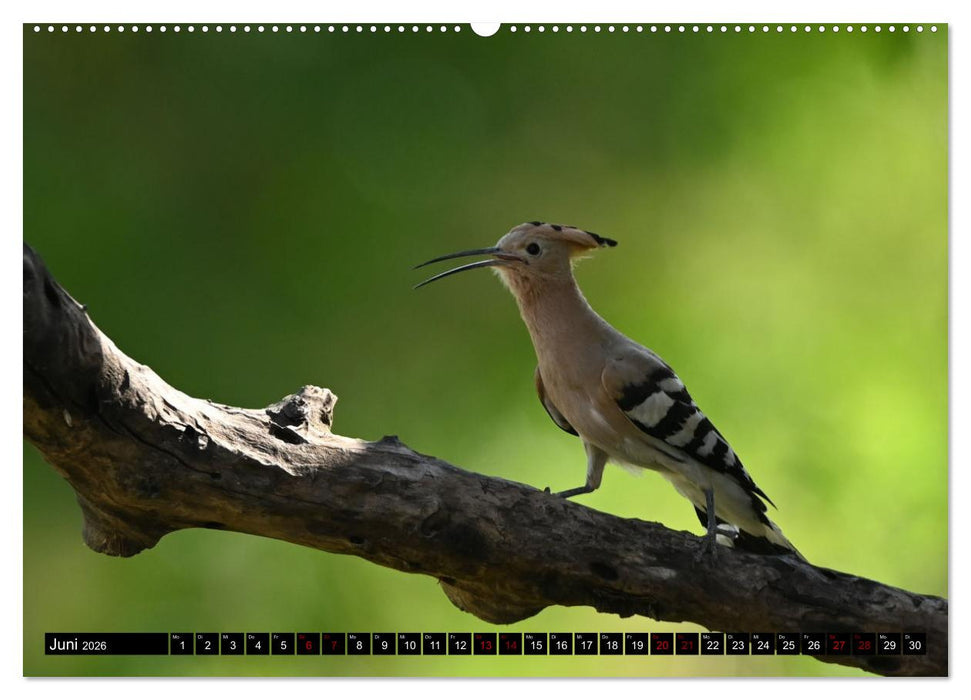 Der Wiedehopf (CALVENDO Wandkalender 2026)