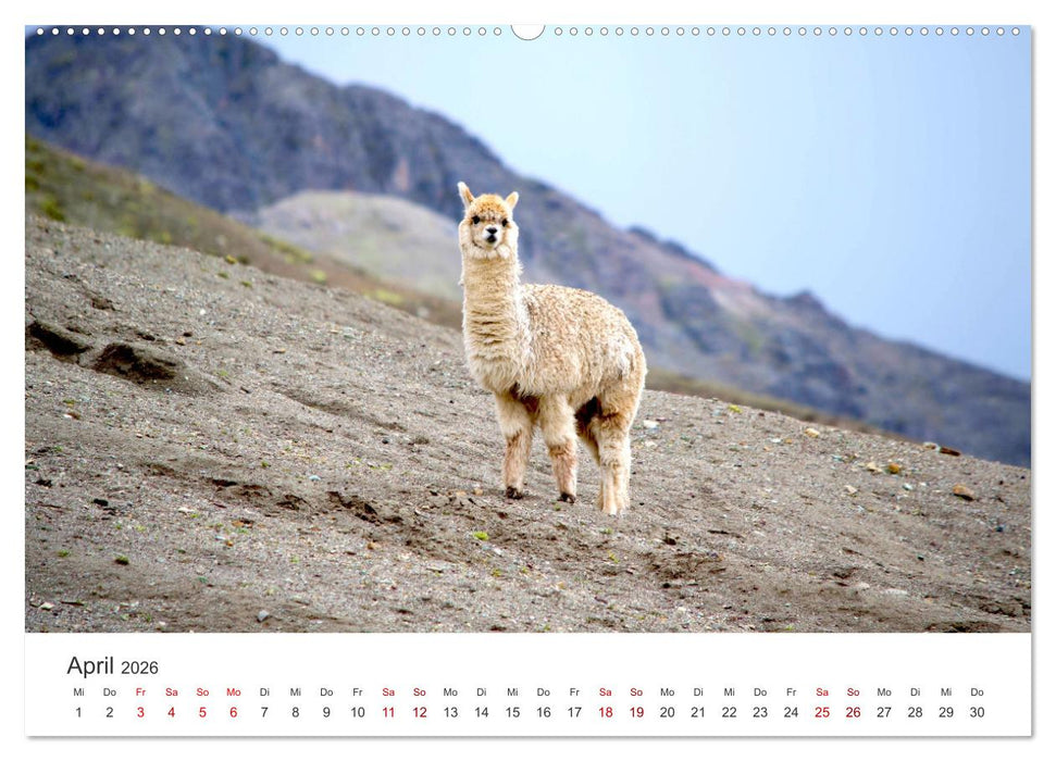 Lamas und Alpakas - Die weichen Neuweltkamele. (CALVENDO Wandkalender 2026)