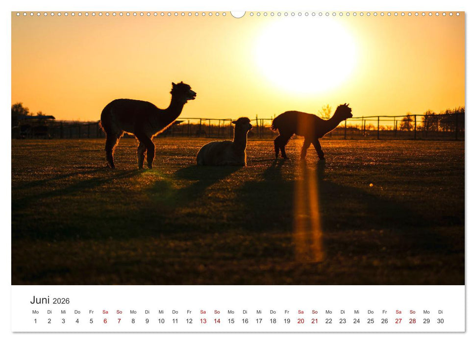 Lamas und Alpakas - Die weichen Neuweltkamele. (CALVENDO Wandkalender 2026)