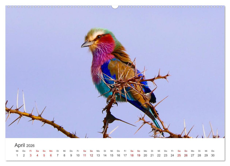 Tansania - Am Fuße des Kilimandscharo. (CALVENDO Wandkalender 2026)