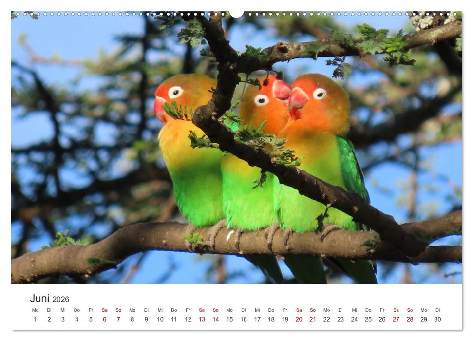 Tansania - Am Fuße des Kilimandscharo. (CALVENDO Wandkalender 2026)