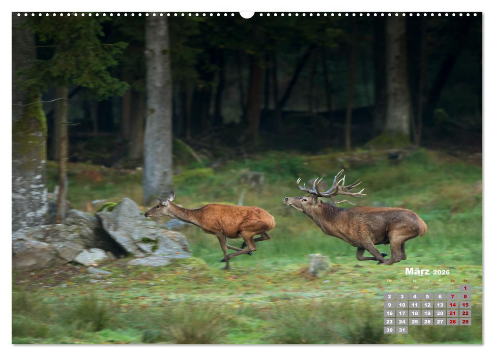 Krafttier Hirsch (CALVENDO Wandkalender 2026)