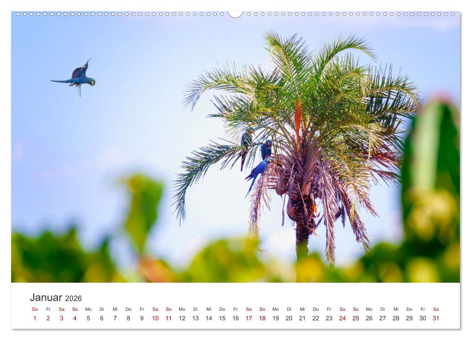 Brasilien - Karnevale, Fußball und Regenwälder. (CALVENDO Wandkalender 2026)