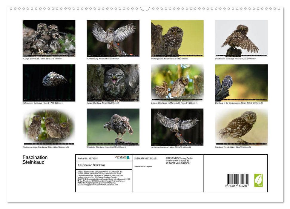 Faszination Steinkauz (CALVENDO Wandkalender 2026)