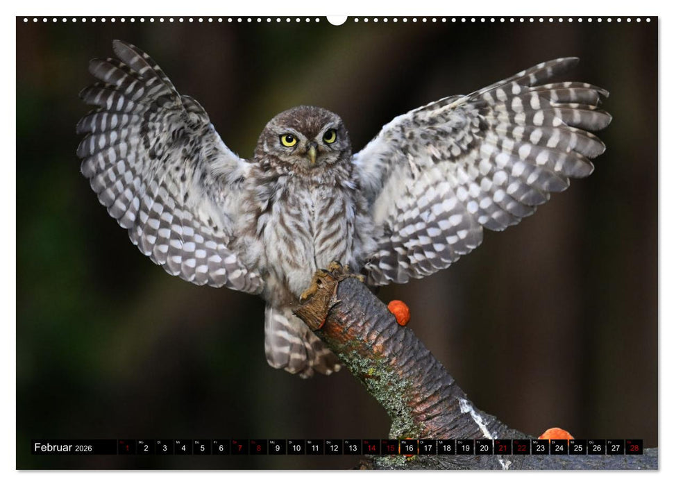 Faszination Steinkauz (CALVENDO Wandkalender 2026)