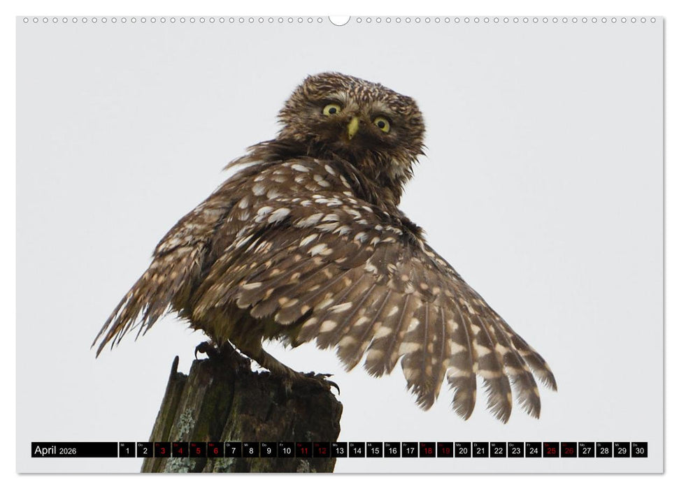 Faszination Steinkauz (CALVENDO Wandkalender 2026)