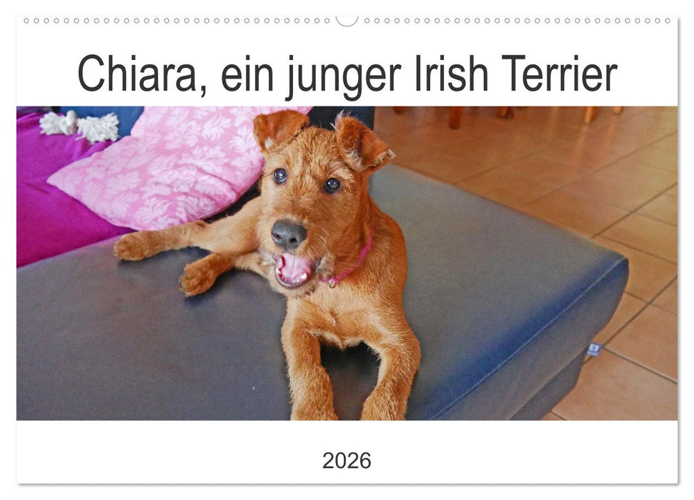 Chiara, ein junger Irish Terrier (CALVENDO Wandkalender 2026)