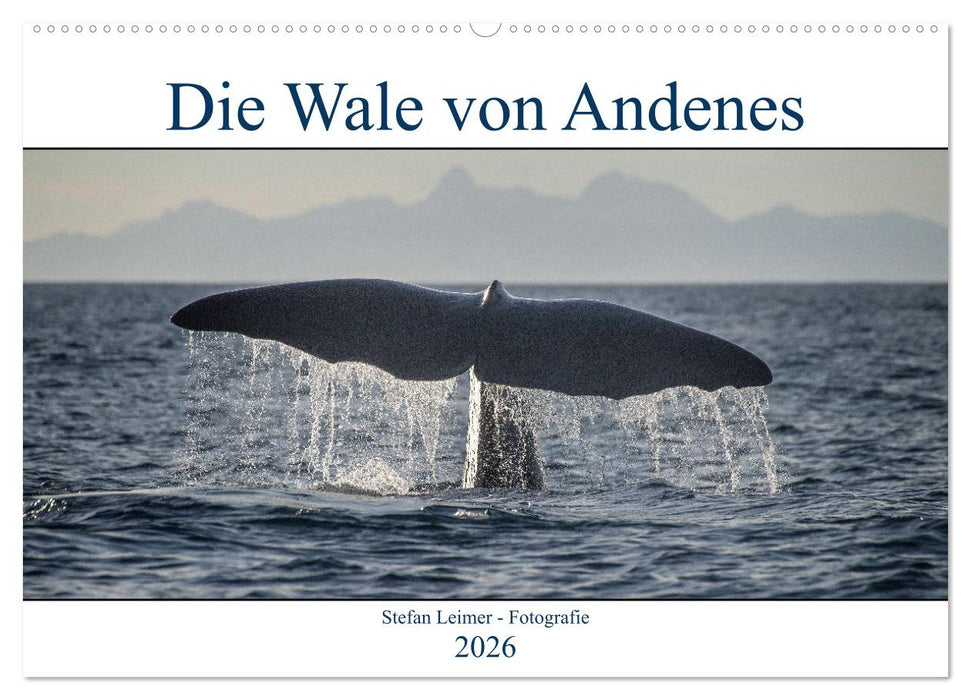 Die Wale von Andenes (CALVENDO Wandkalender 2026)