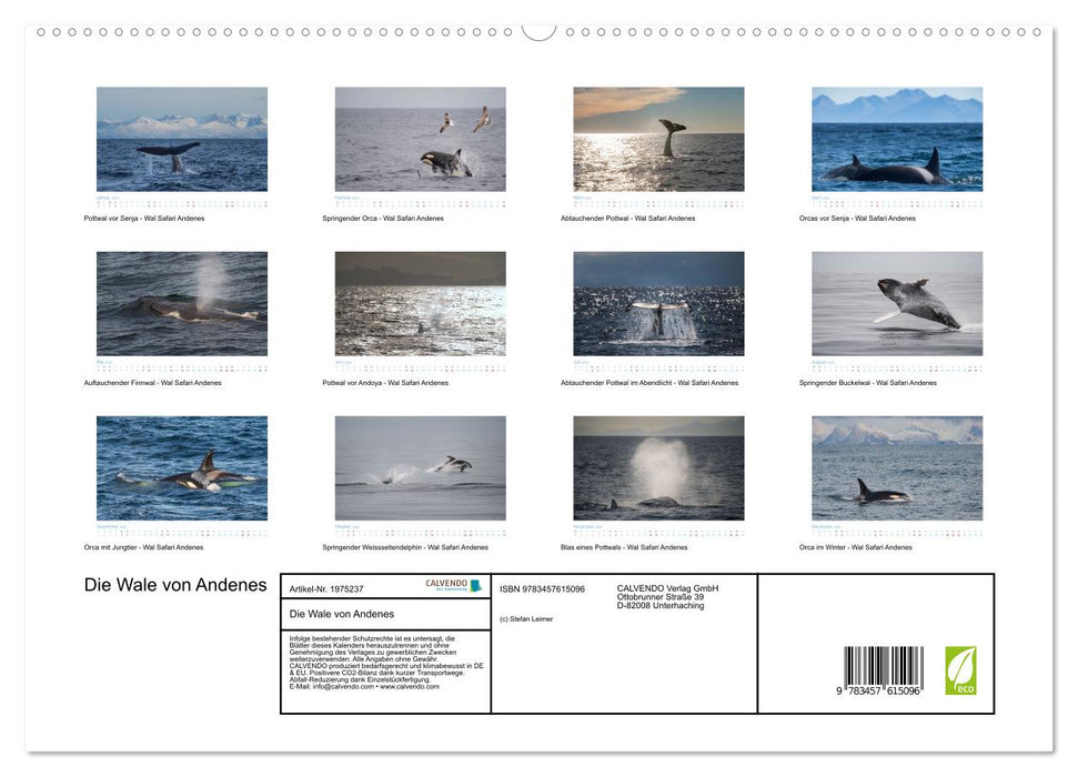 Die Wale von Andenes (CALVENDO Wandkalender 2026)
