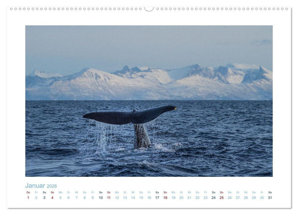 Die Wale von Andenes (CALVENDO Wandkalender 2026)