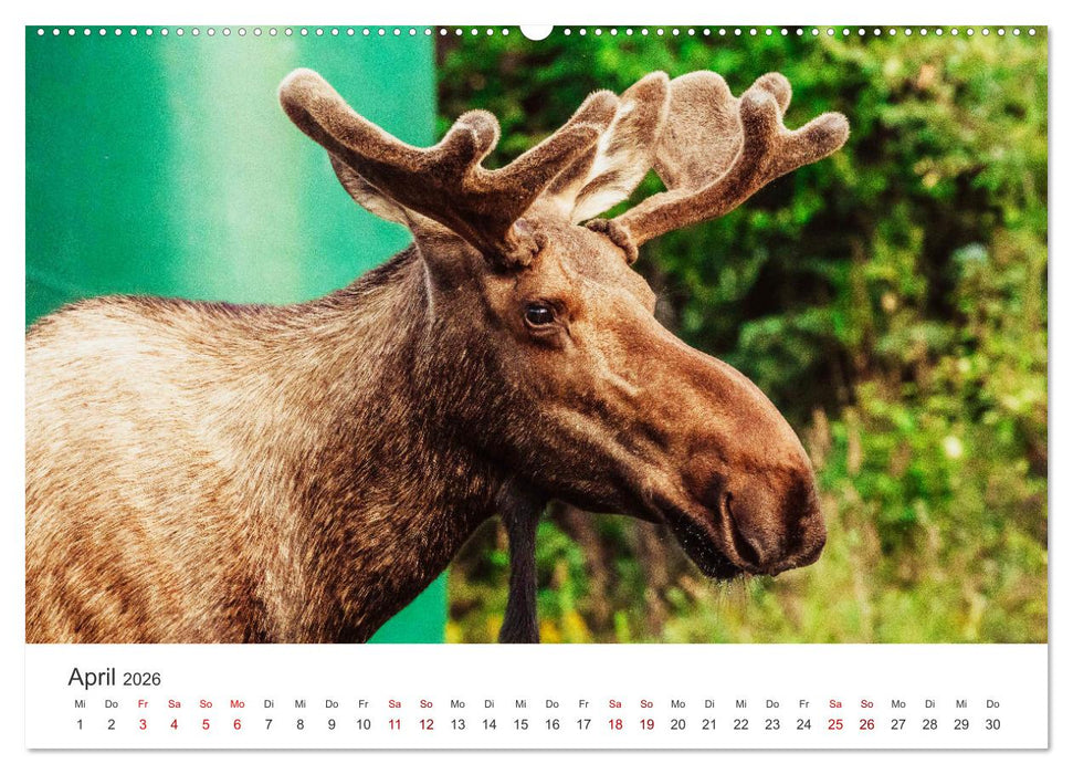 Alaska - Eine unvergessliche Reise. (CALVENDO Wandkalender 2026)