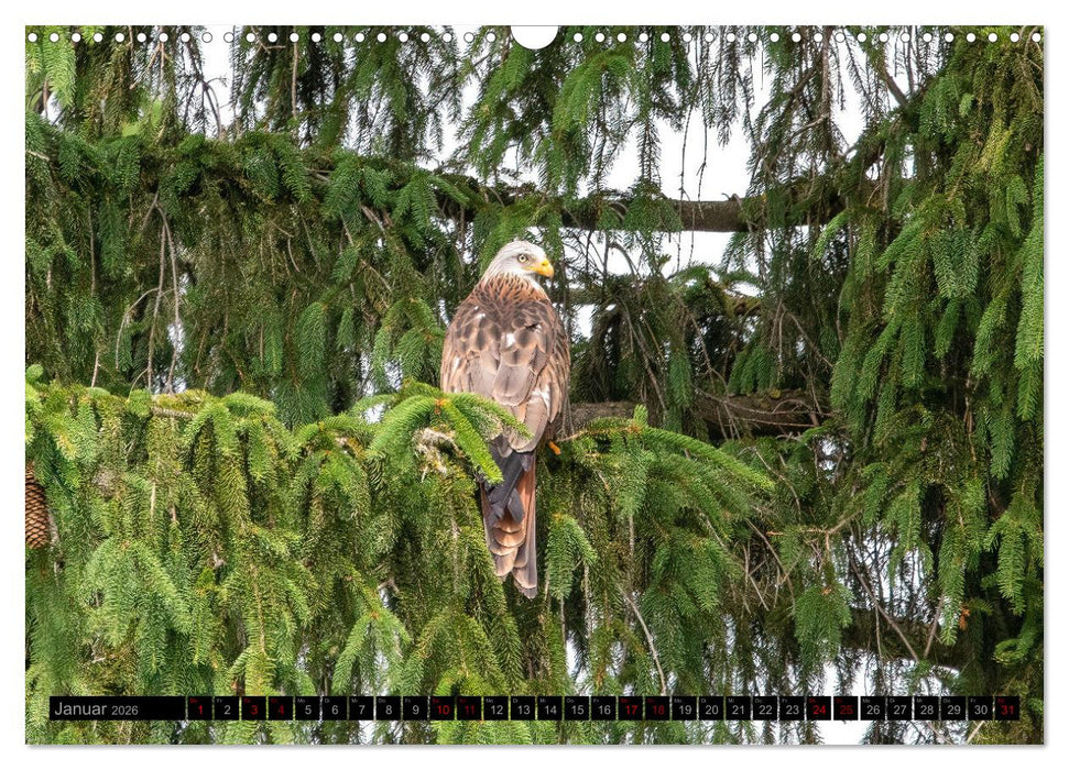 Faszination Greifvögel und Eulen (CALVENDO Wandkalender 2026)