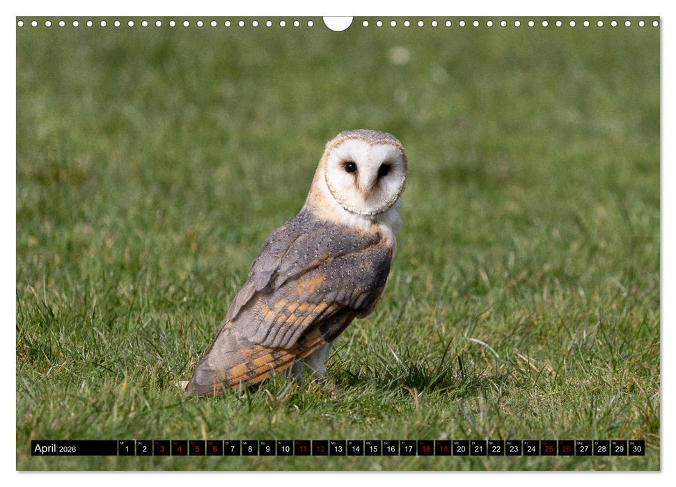 Faszination Greifvögel und Eulen (CALVENDO Wandkalender 2026)
