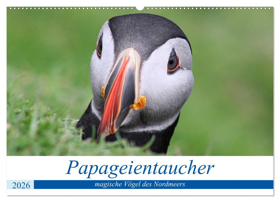 Papageientaucher 2026 - Magische Vögel des Nordmeers (CALVENDO Wandkalender 2026)