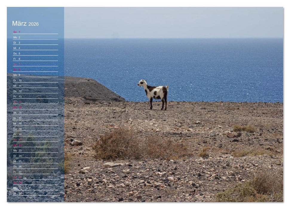 Fuerteventura in Ruhe (CALVENDO Wandkalender 2026)
