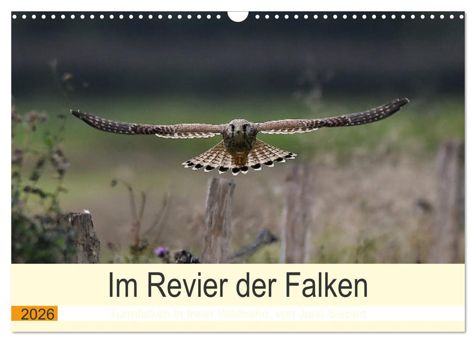 Im Revier der Falken (CALVENDO Wandkalender 2026)