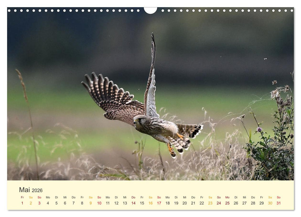 Im Revier der Falken (CALVENDO Wandkalender 2026)