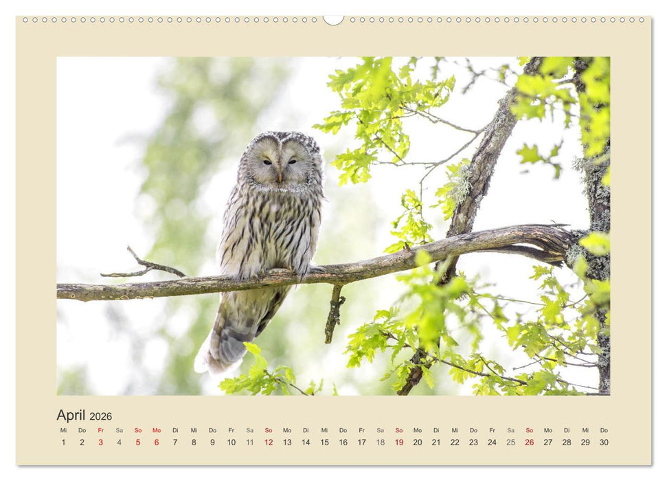 Tiere im Wald. Bezaubernde Begegnungen (CALVENDO Wandkalender 2026)