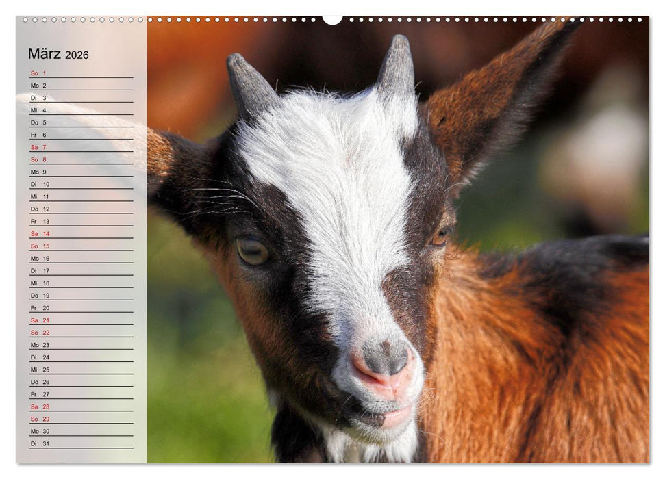 Tauernschecken-Ziegen (CALVENDO Wandkalender 2026)