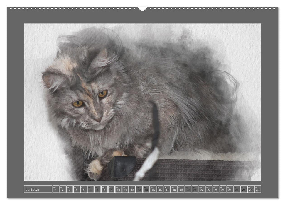 Maine Coon Aquarelle (CALVENDO Wandkalender 2026)