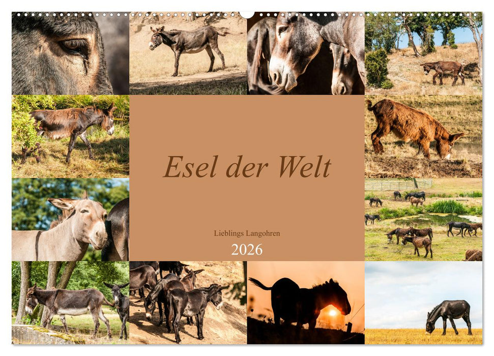 Esel der Welt - Lieblings Langohren (CALVENDO Wandkalender 2026)