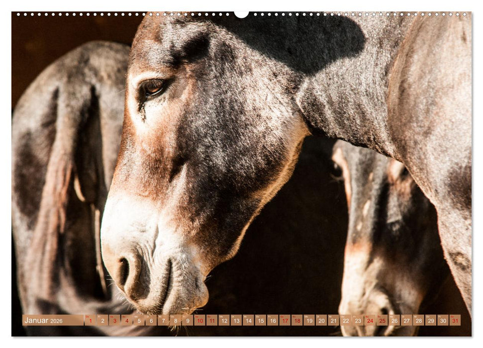 Esel der Welt - Lieblings Langohren (CALVENDO Wandkalender 2026)