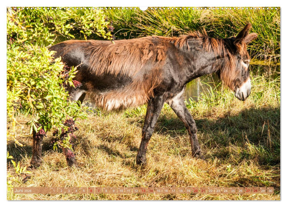 Esel der Welt - Lieblings Langohren (CALVENDO Wandkalender 2026)