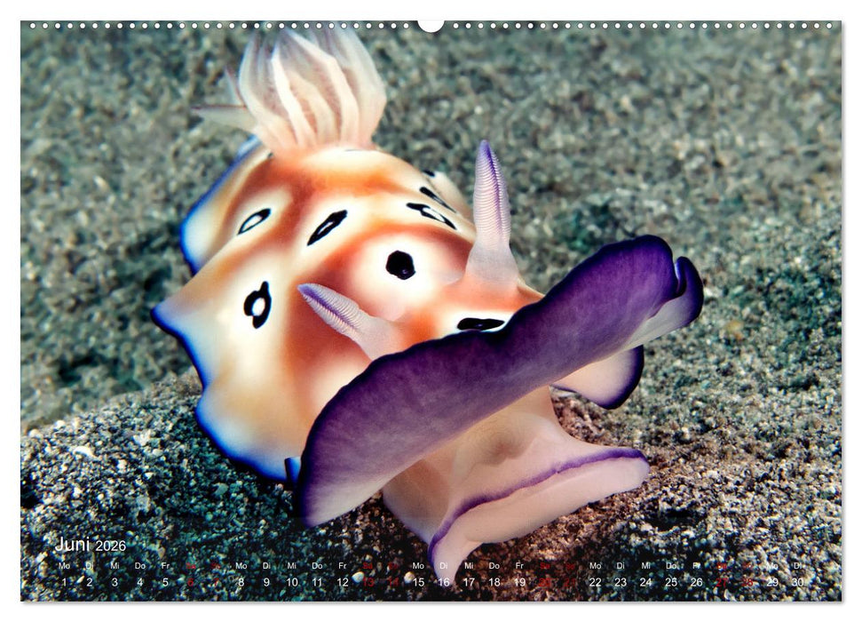 Tauchen in Indonesien - BUNTE MEERESSCHNECKEN (CALVENDO Wandkalender 2026)