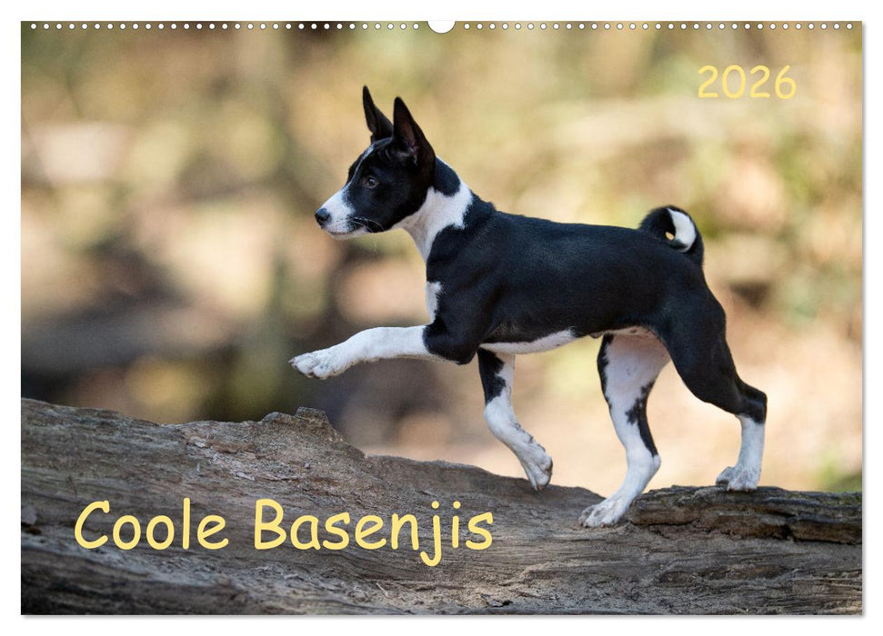 Coole Basenjis (CALVENDO Wandkalender 2026)