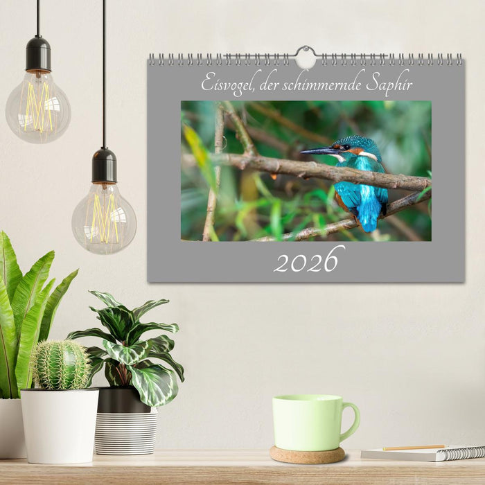 Eisvogel, der schimmernde Saphir (CALVENDO Wandkalender 2026)