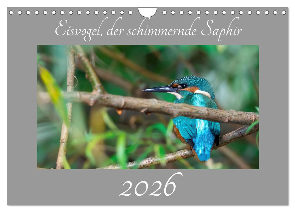 Eisvogel, der schimmernde Saphir (CALVENDO Wandkalender 2026)