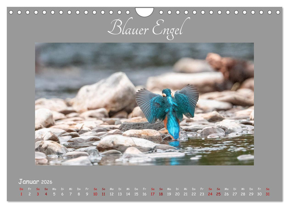 Eisvogel, der schimmernde Saphir (CALVENDO Wandkalender 2026)