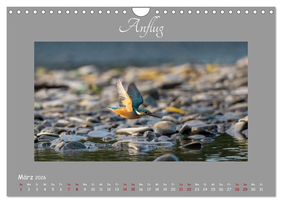 Eisvogel, der schimmernde Saphir (CALVENDO Wandkalender 2026)