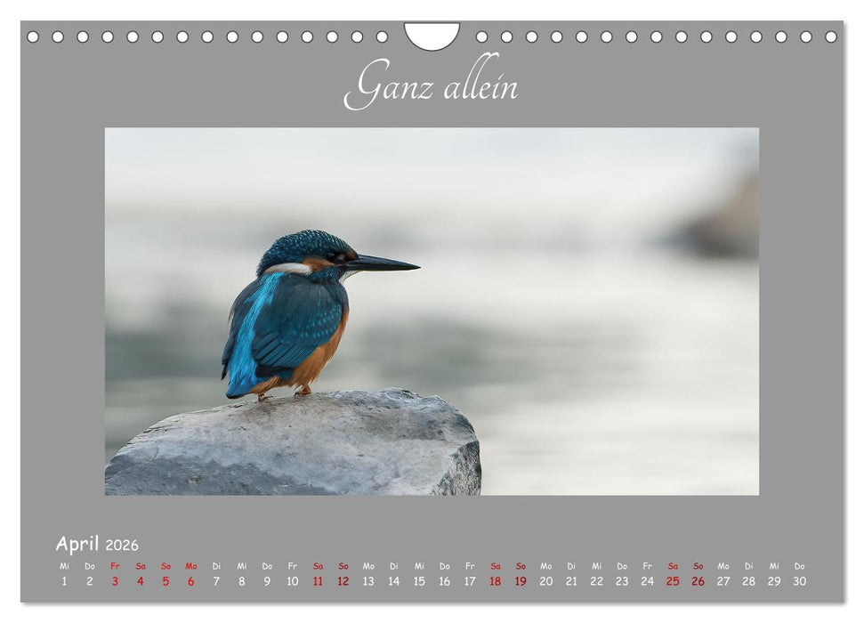 Eisvogel, der schimmernde Saphir (CALVENDO Wandkalender 2026)