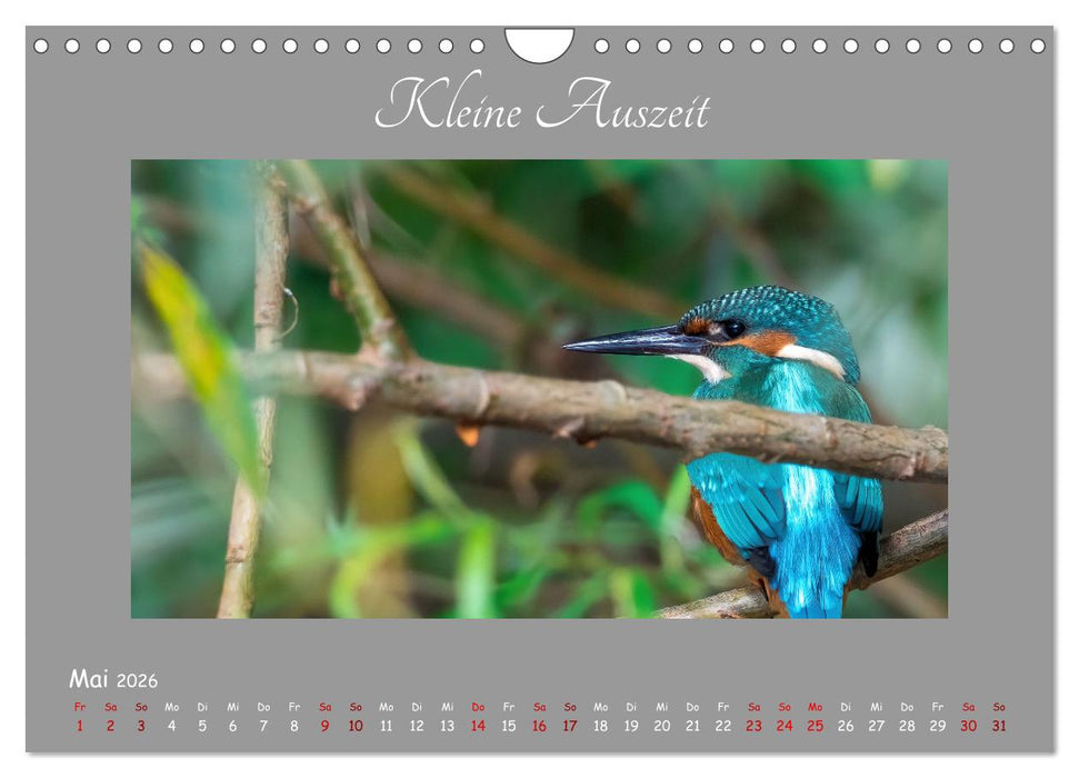 Eisvogel, der schimmernde Saphir (CALVENDO Wandkalender 2026)