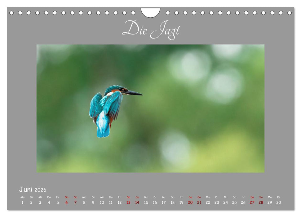 Eisvogel, der schimmernde Saphir (CALVENDO Wandkalender 2026)