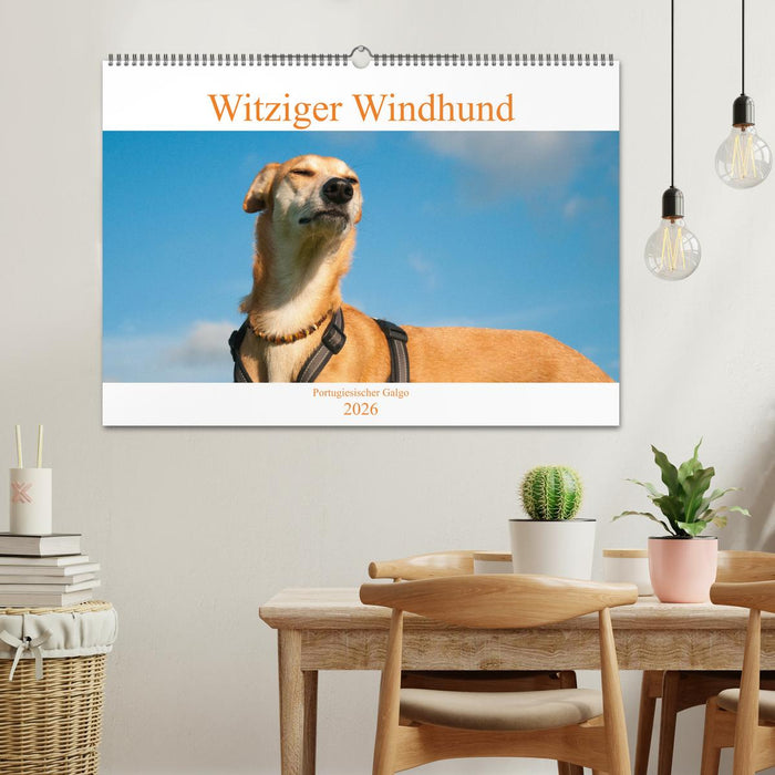 Witziger Windhund - Portugiesischer Galgo (CALVENDO Wandkalender 2026)