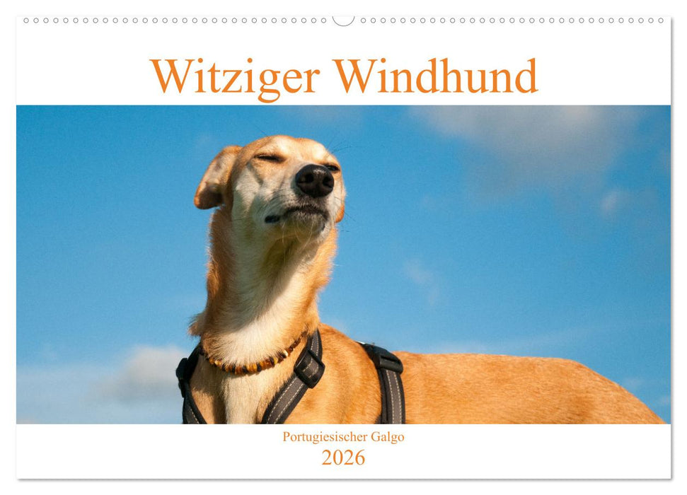 Witziger Windhund - Portugiesischer Galgo (CALVENDO Wandkalender 2026)