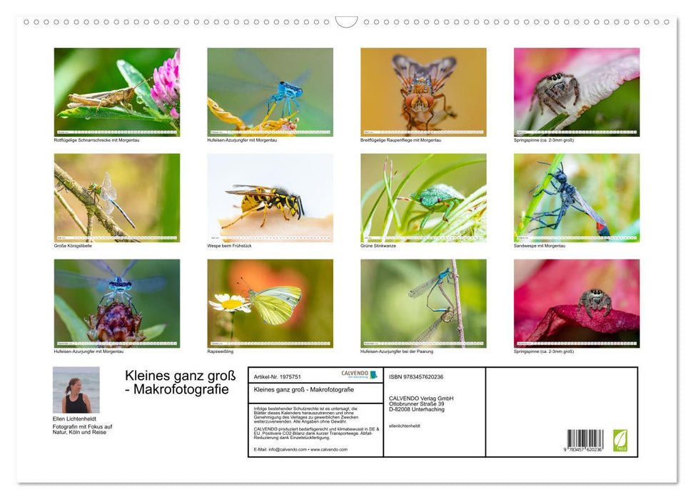 Kleines ganz groß - Makrofotografie (CALVENDO Wandkalender 2026)