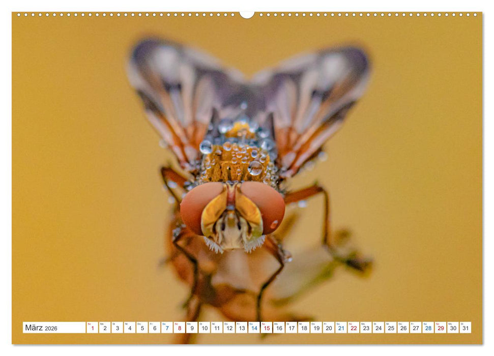 Kleines ganz groß - Makrofotografie (CALVENDO Wandkalender 2026)