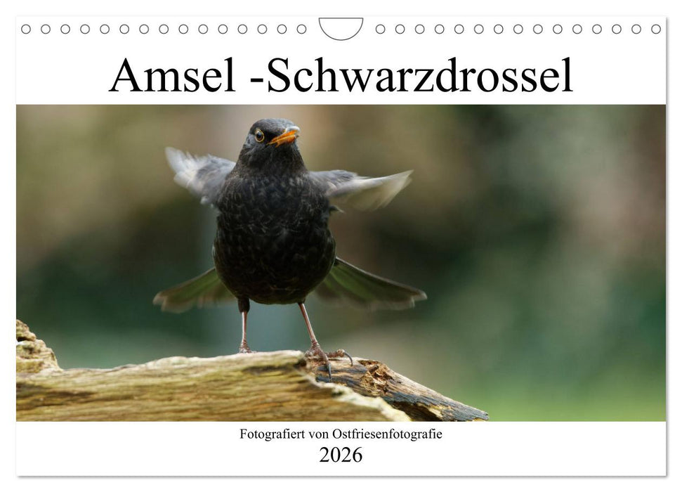 Amsel - Schwarzdrossel fotografiert von Ostfriesenfotografie (CALVENDO Wandkalender 2026)