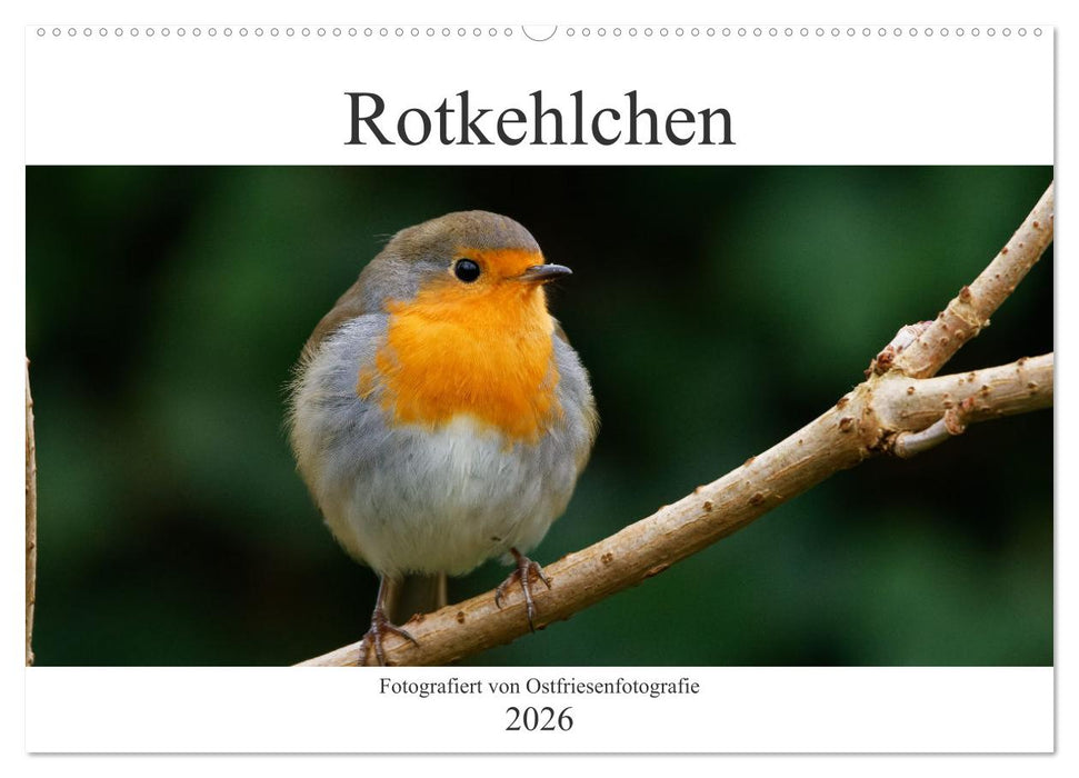Rotkehlchen - Fotografiert von Ostfriesenfotografie (CALVENDO Wandkalender 2026)