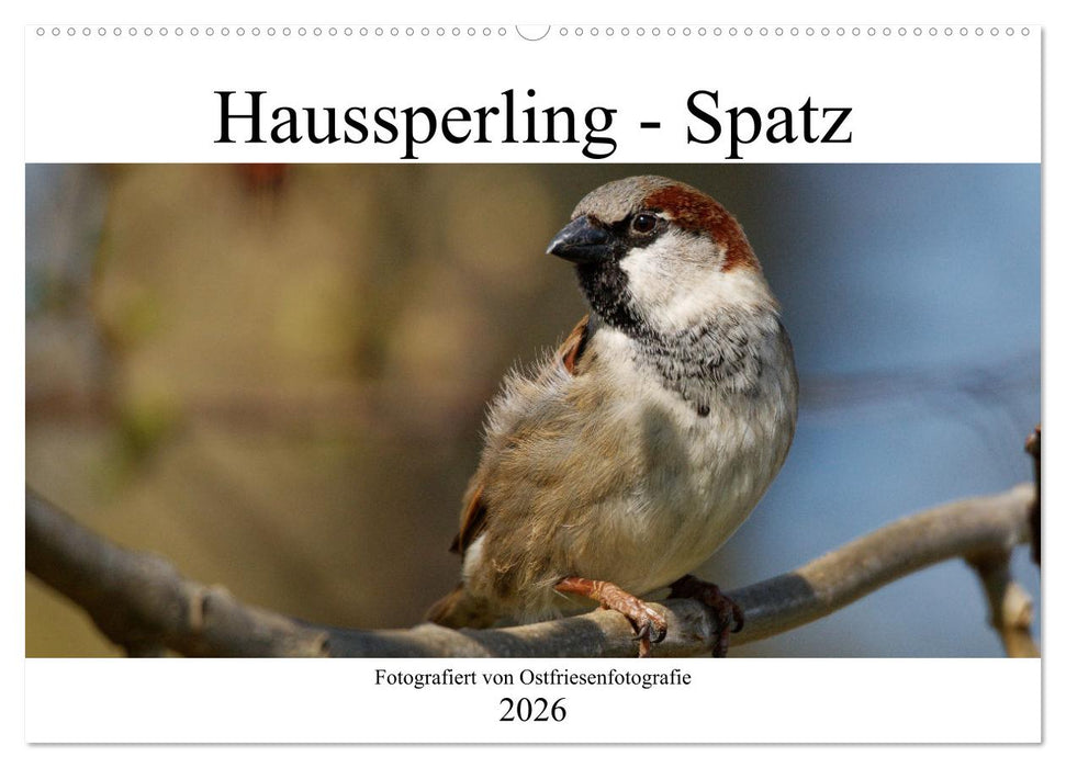 Haussperling - Spatz fotografiert von Ostfriesenfotografie (CALVENDO Wandkalender 2026)