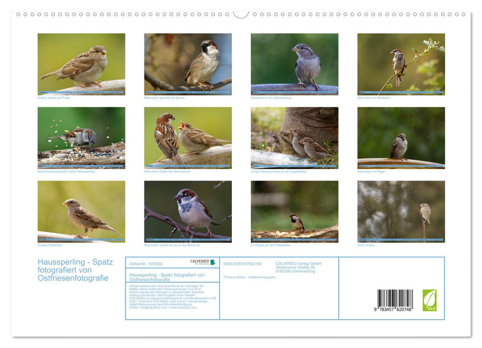 Haussperling - Spatz fotografiert von Ostfriesenfotografie (CALVENDO Wandkalender 2026)