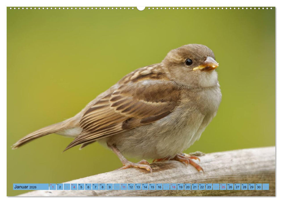 Haussperling - Spatz fotografiert von Ostfriesenfotografie (CALVENDO Wandkalender 2026)