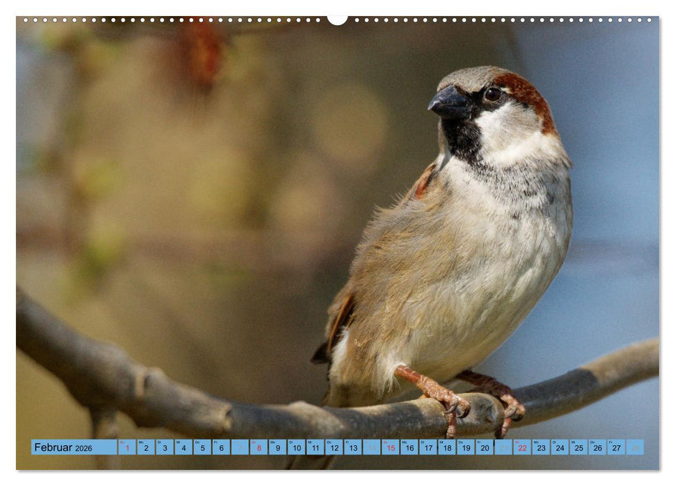 Haussperling - Spatz fotografiert von Ostfriesenfotografie (CALVENDO Wandkalender 2026)