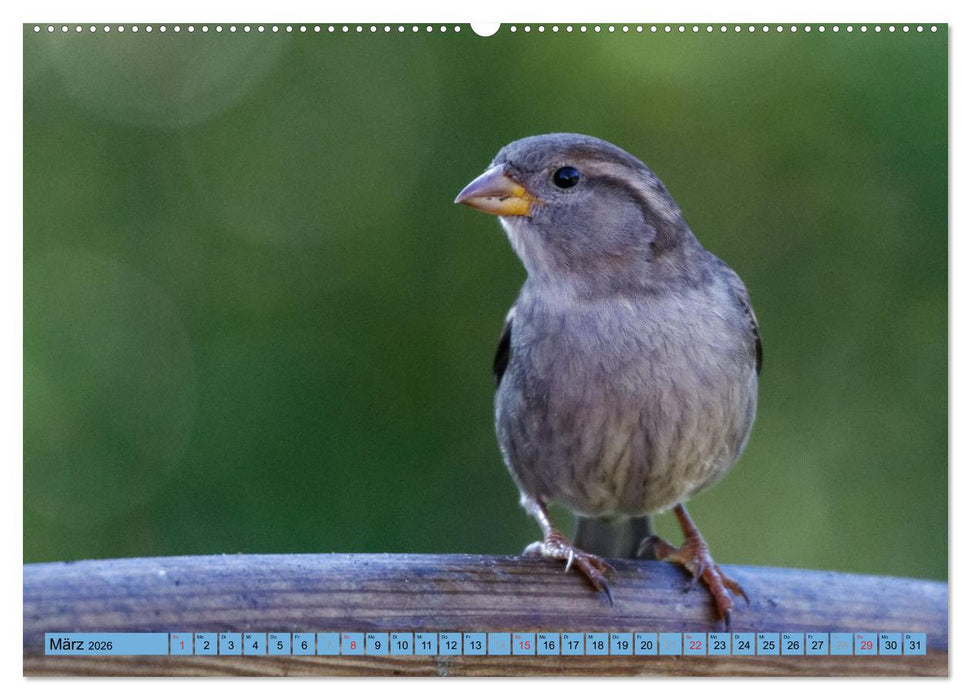 Haussperling - Spatz fotografiert von Ostfriesenfotografie (CALVENDO Wandkalender 2026)
