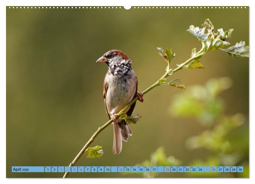 Haussperling - Spatz fotografiert von Ostfriesenfotografie (CALVENDO Wandkalender 2026)