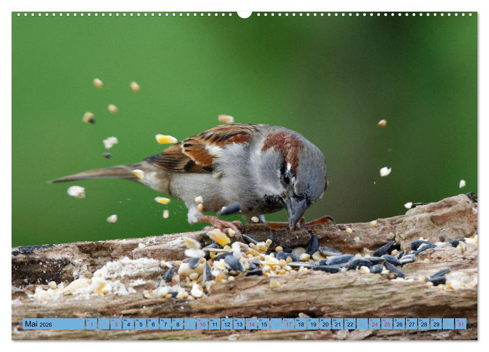 Haussperling - Spatz fotografiert von Ostfriesenfotografie (CALVENDO Wandkalender 2026)